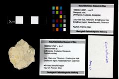 Foto (Objekt + Etikett) von Goniodromites sp.  (NHMW-GEO-1990-0041-2567)